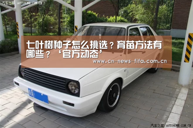 七叶树种子怎么挑选?育苗方法有哪些?‘官方动态’(图1) 官方动态