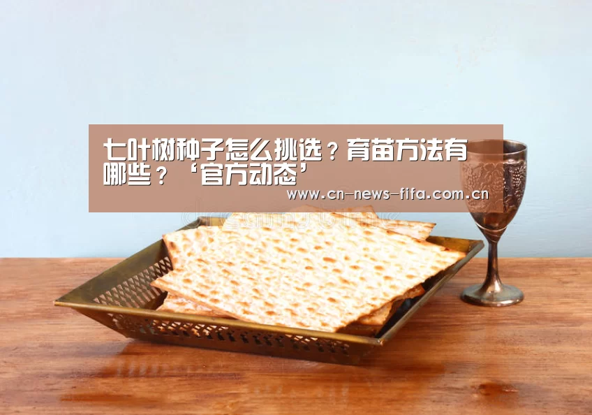 七叶树种子怎么挑选?育苗方法有哪些?‘官方动态’(图3) 世界杯中文网