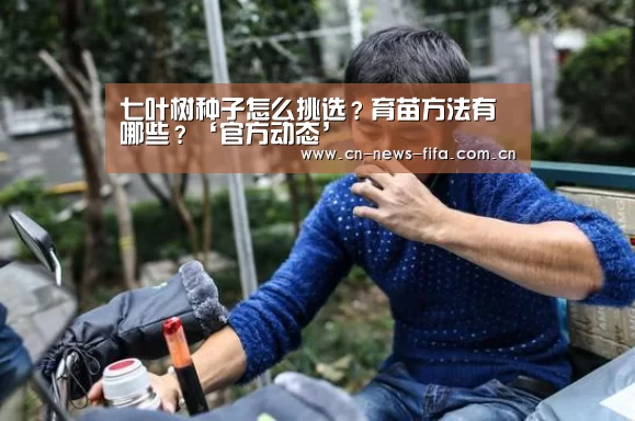 七叶树种子怎么挑选?育苗方法有哪些?‘官方动态’(图4) World Cup 2026